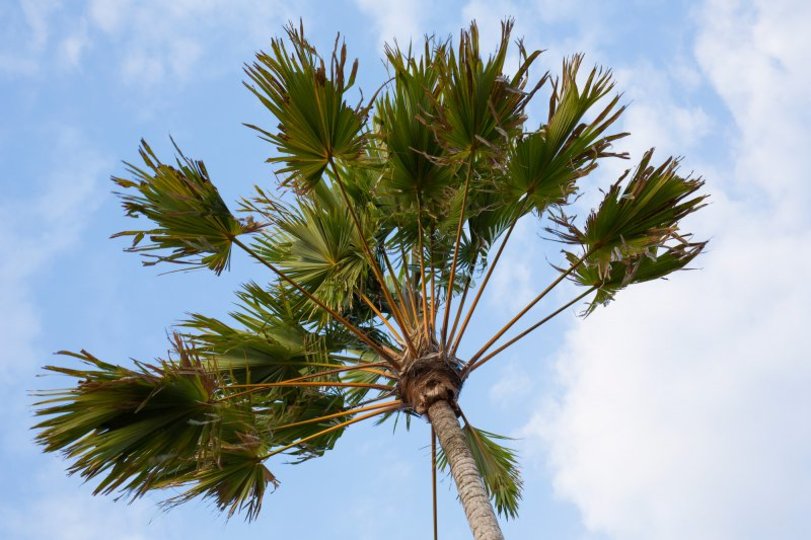 Bali'de Sahile Yakın Lüks Villa Kiralama, Bali Villa 1008