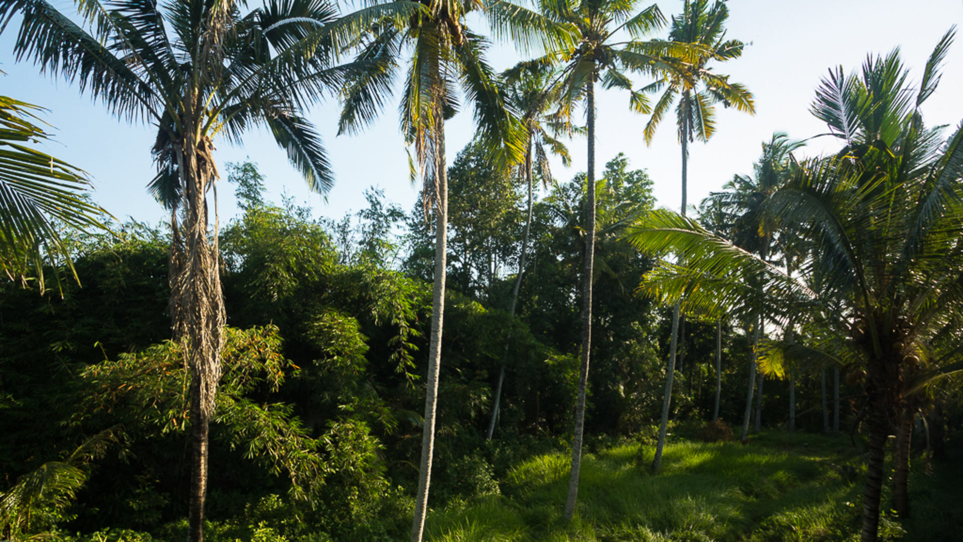Ubud'da Mükemmel Bir Konumda Güzel 5 Yıldızlı Tatil Villası, Tarihlerinizi Garantilemek İçin Erken Rezervasyon Yapın, Villa Bali 2036