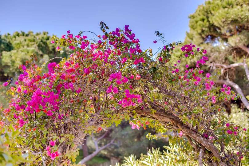 Aileniz Vale Do Lobo Resort, Algarve Villa 1050'deki Lüks Özel Villanızdaki Özel Havuza Bayılacak