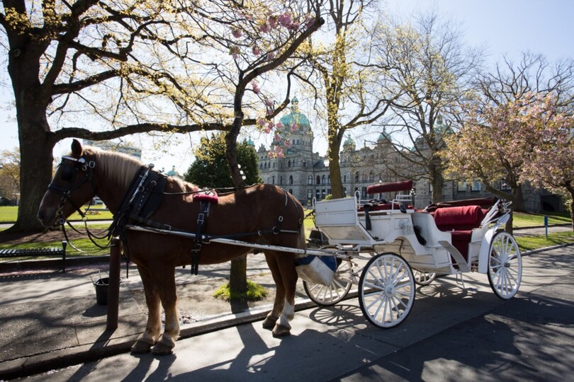 Victoria'da En İyi Tatil Evi, Vancouver Adası Daire 1009