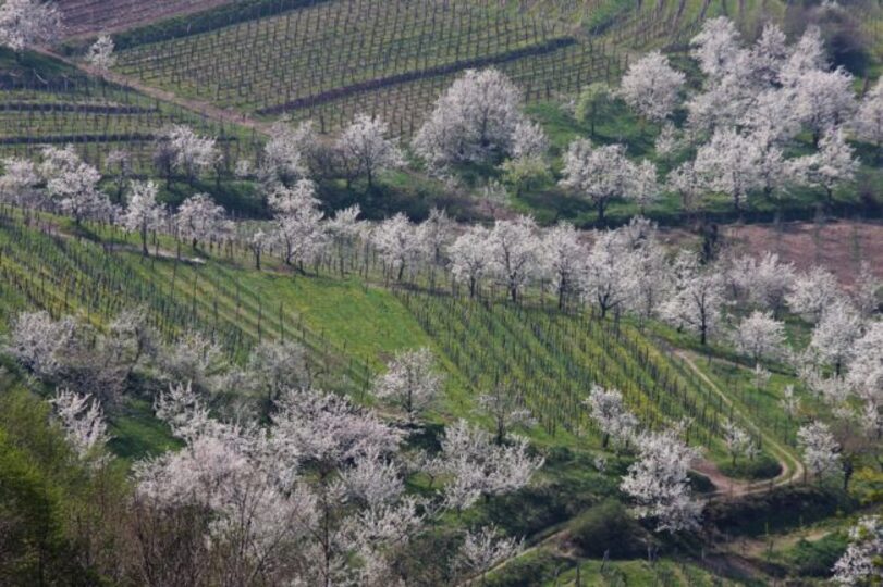 Cennete Kaçış: Alma'da Özel Havuzunuz Sizi Bekliyor