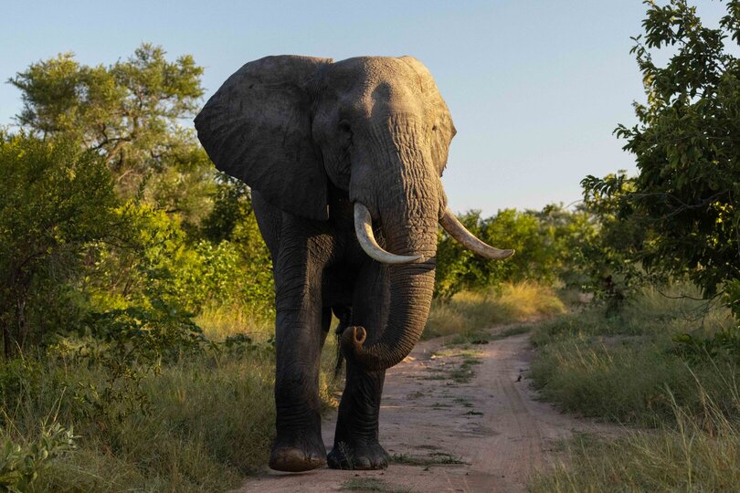 Ulusaba_Cliff 1030