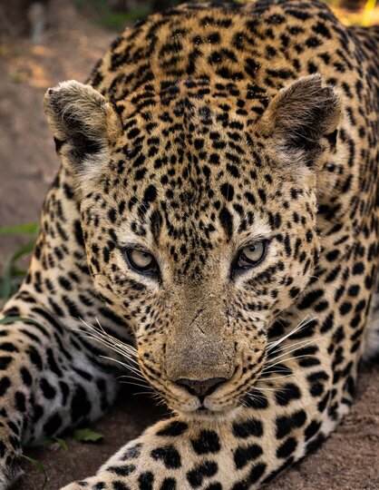 Ulusaba_Cliff 1030