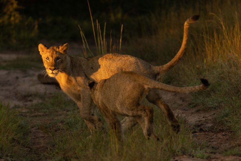 Ulusaba_Cliff 1030