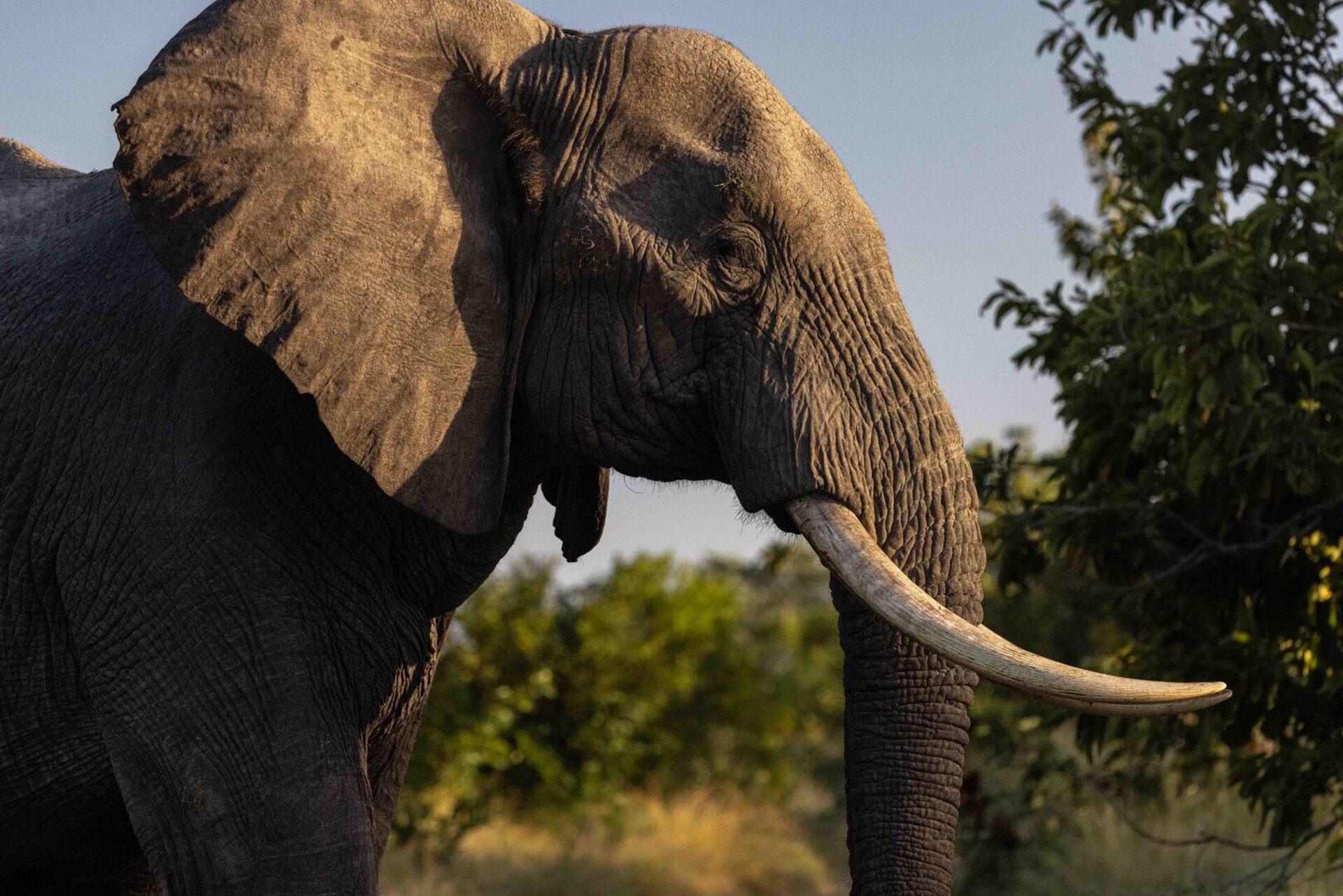 Tranquil Trails 1031