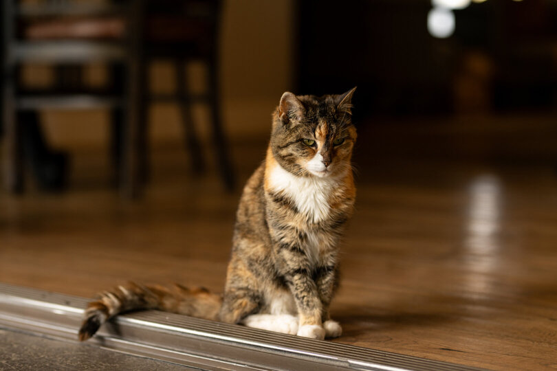 Bunkroom Retreat, Family Fun 1047