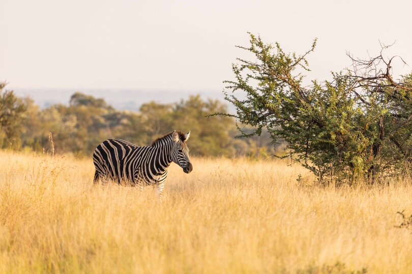 Private Safari Escape 1054