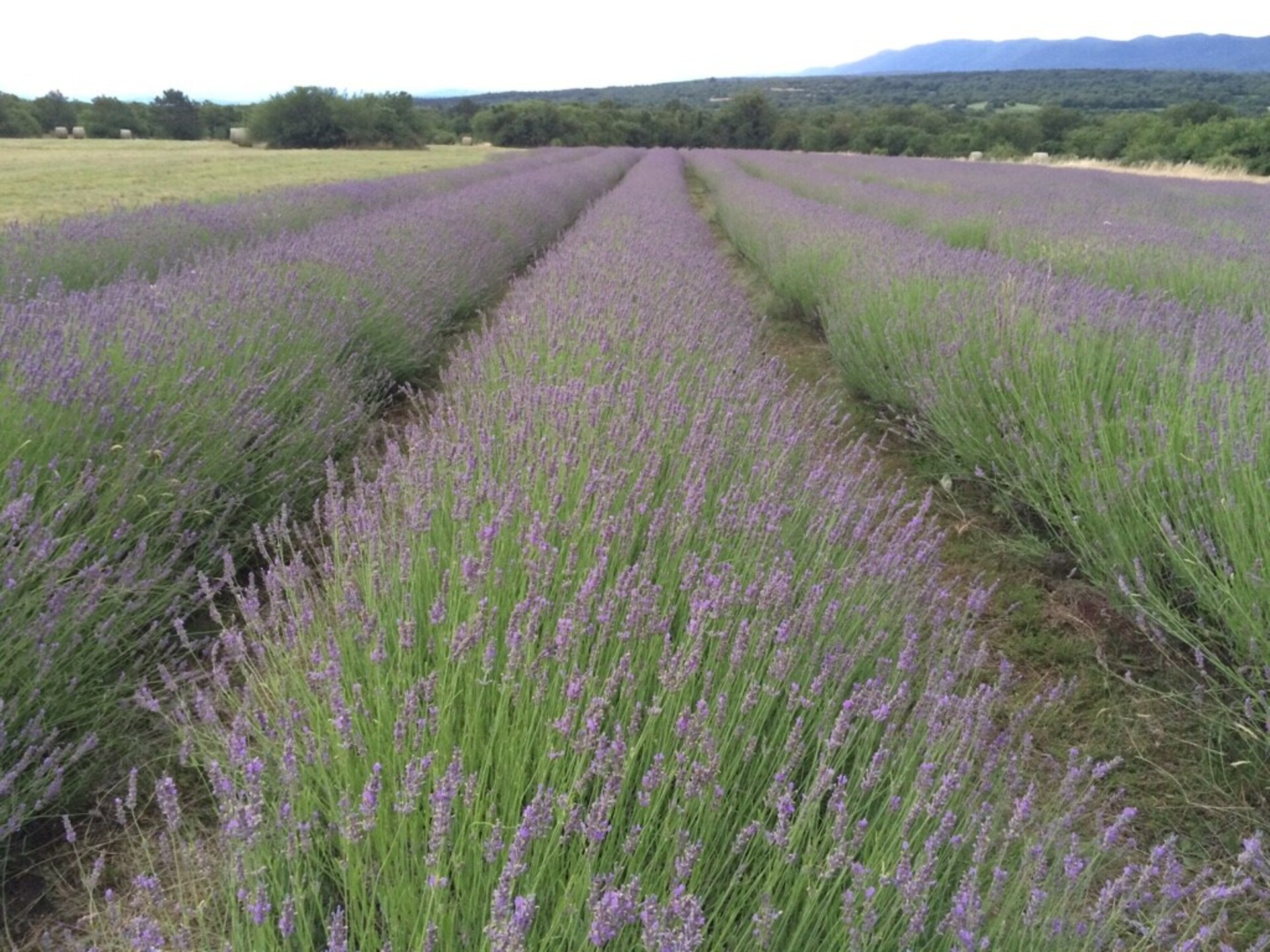 Mükemmel Konumda Lüks, Sežana Villa 1003